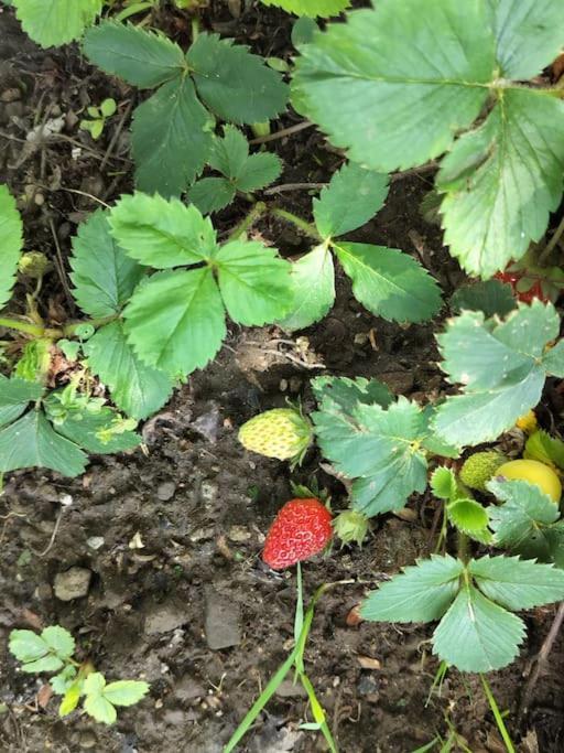 Finca Arep Alquiler Integro 6 Les Planes Les Planes d'Hostoles Ngoại thất bức ảnh